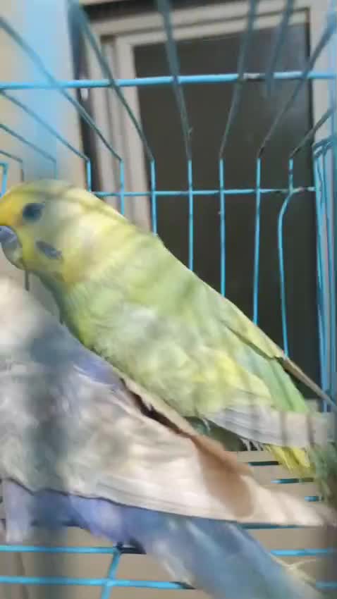 Budgies, farm video
