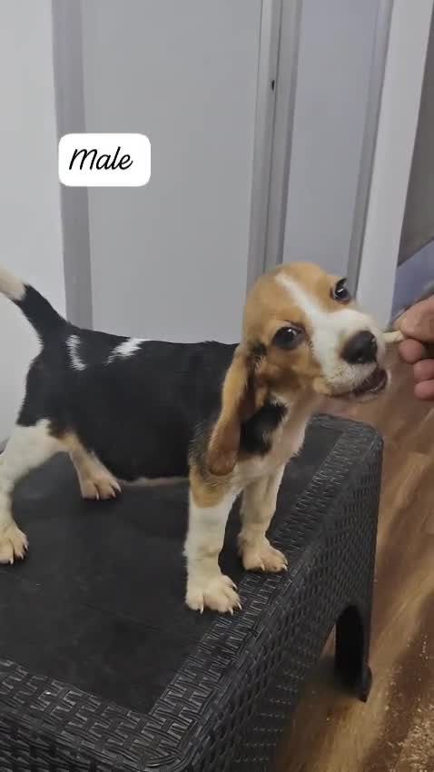 Beagle Black & Tan Puppy, farm video
