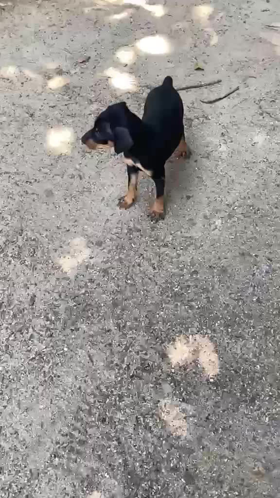 Miniature Pinscher Puppy, farm video