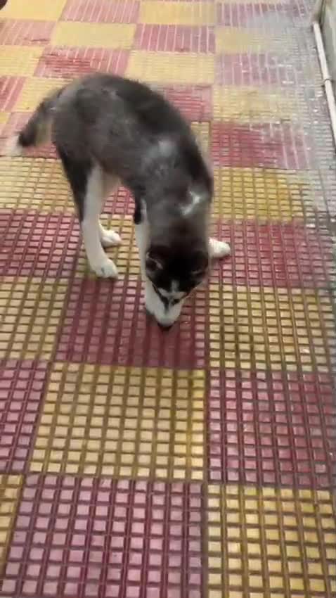 Siberian Husky Puppy | White Color, farm video