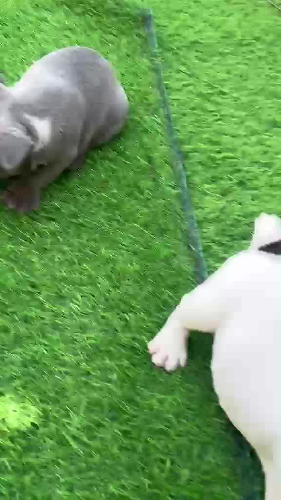 French Mastiff Puppy, farm video