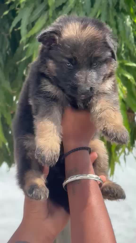 German Shepherd Puppy | Z Black, farm video