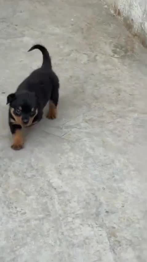 Rottweiler Puppy, farm video