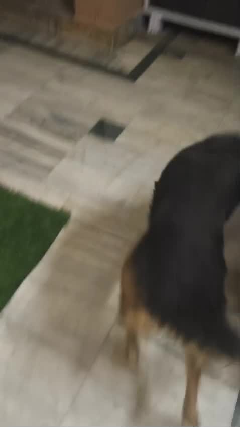 German Shepherd Puppy | Z Black, farm video