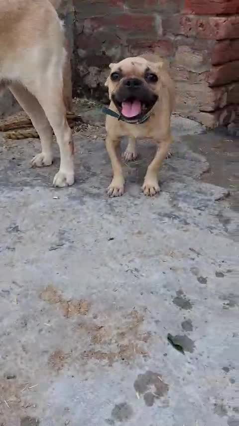 French Bulldog Puppy | White, farm video
