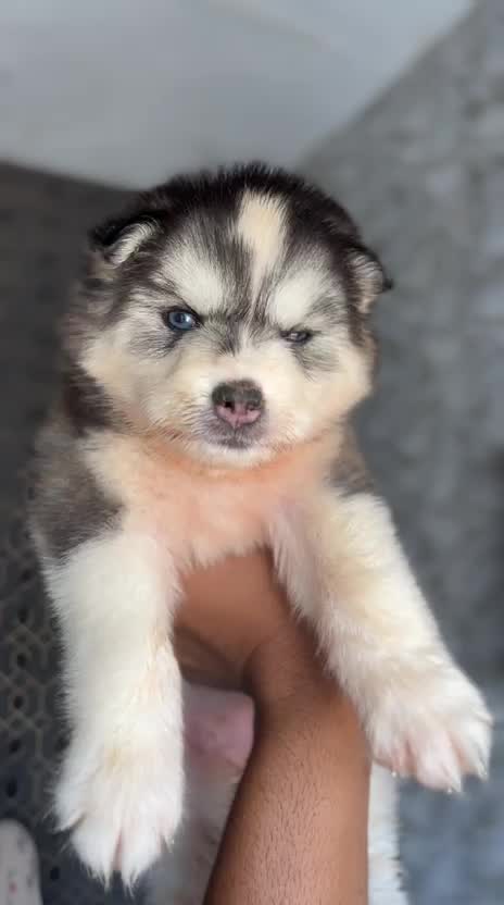 Siberian Husky Puppy | Black & White Color, farm video