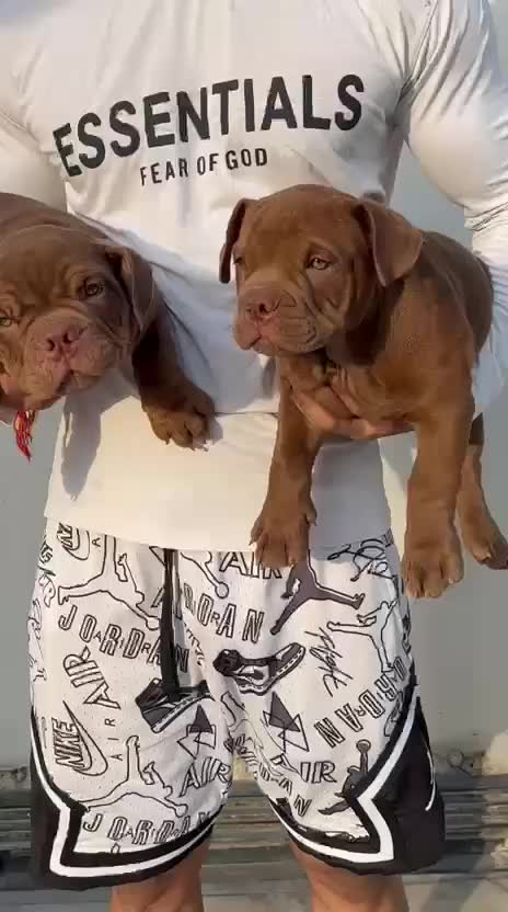 American Bully Pocket Size Puppy, farm video