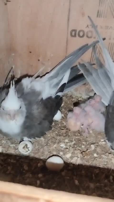 Cockatiel | White Face, farm video