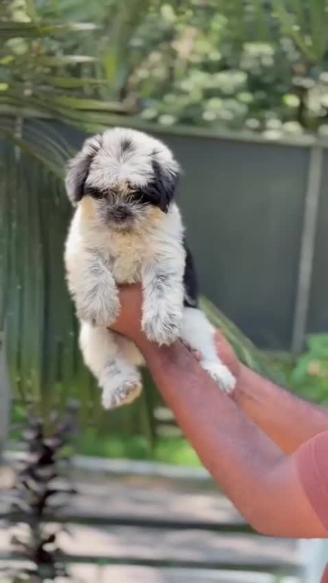 Shih Tzu | Tri Color Puppy, farm video