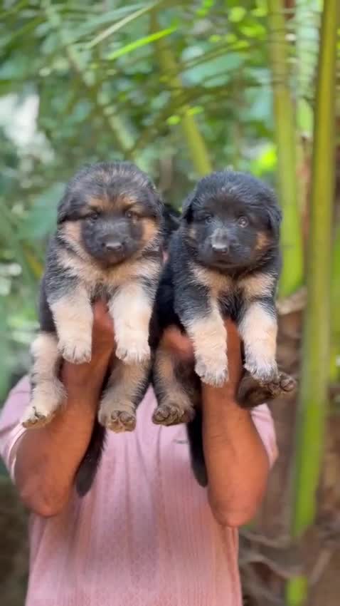 German Shepherd Puppy | Z Black, farm video