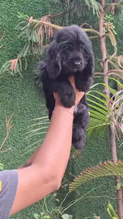 Cocker Spaniel Puppy | Brown Color, farm video