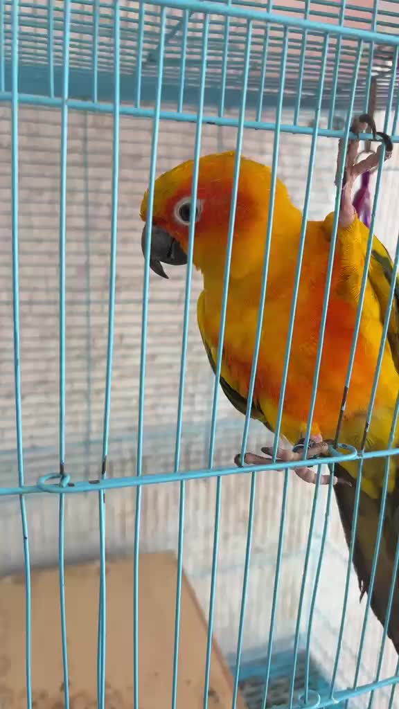 Sun Conure, farm video