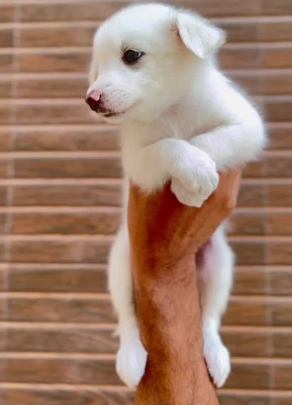 Culture Pom Puppy | Orange Color, farm video