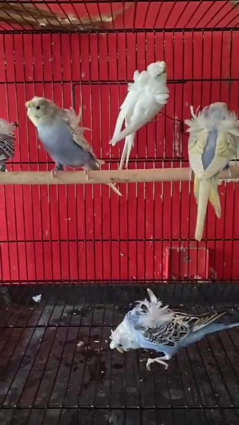 Homer Pigeon, farm video