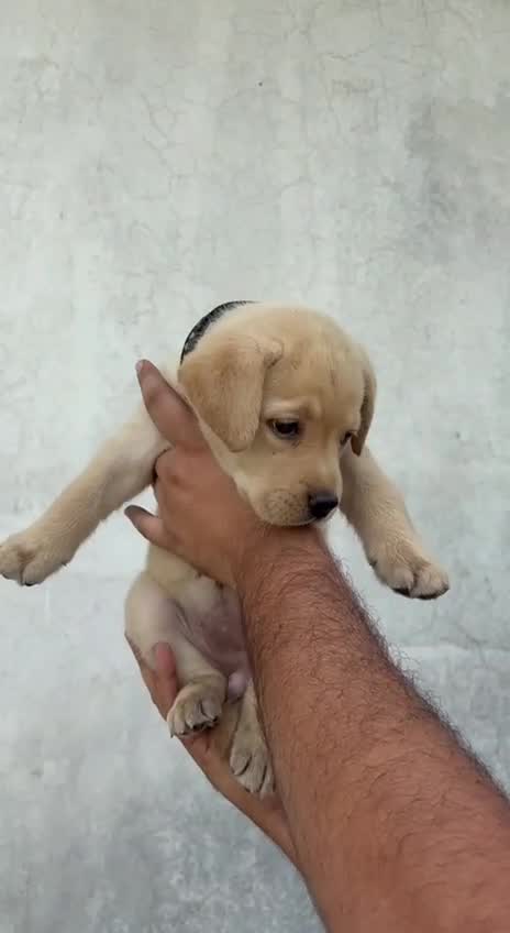 Beagle Black & Tan Puppy, farm video