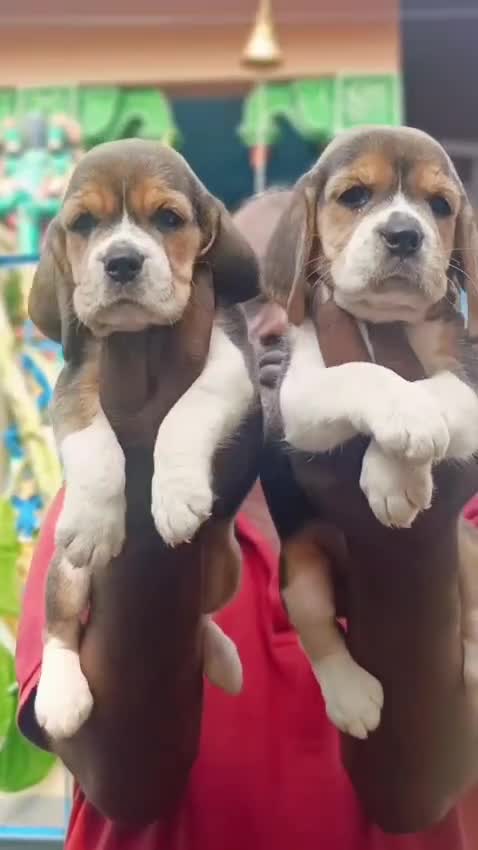 Dachshund Puppy, farm video