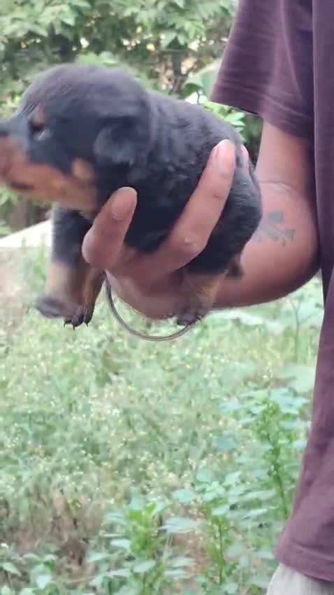 Rottweiler Puppy, farm video