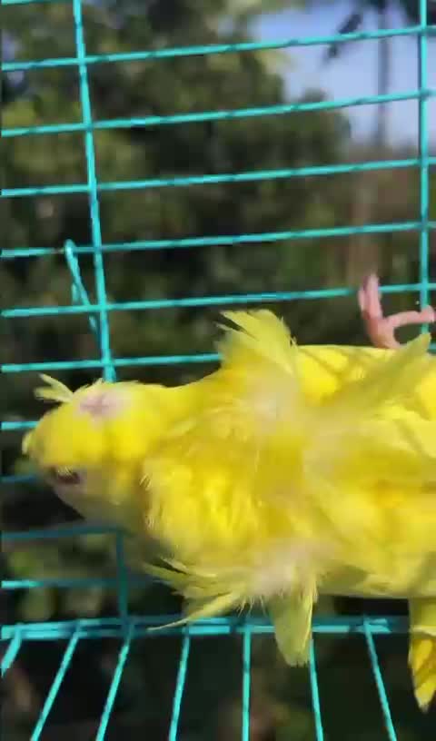 Helicopter Budgies, farm video