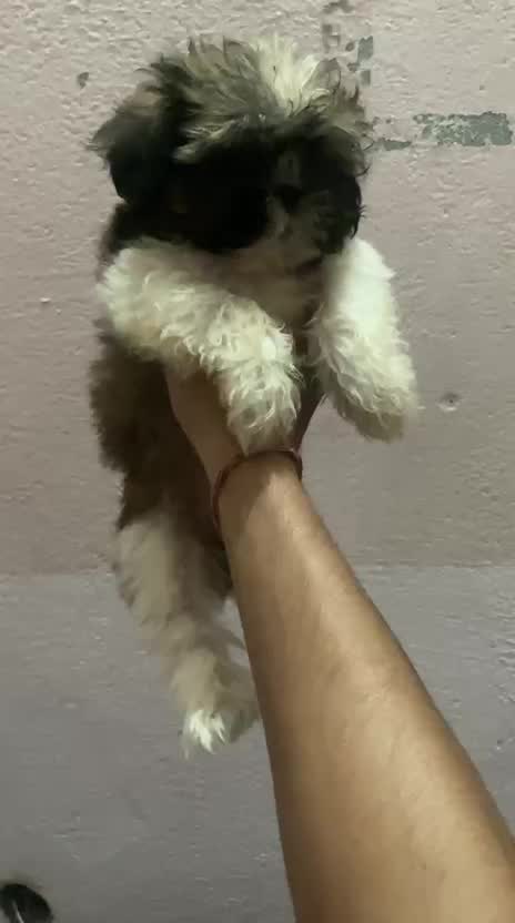Shih Tzu | Black Color, farm video
