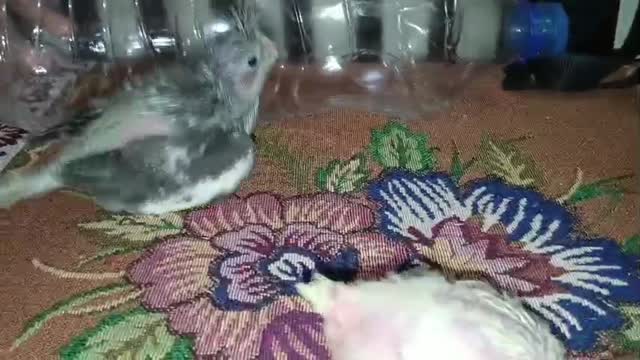 Cockatiel, farm video