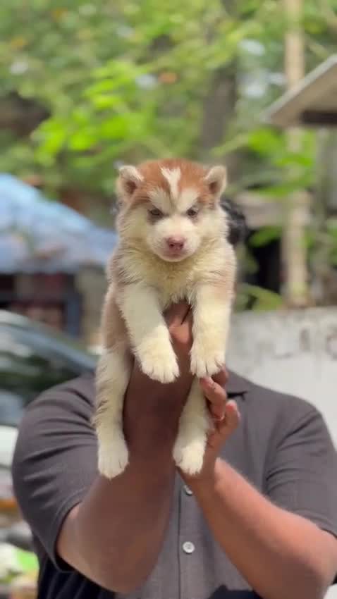 Siberian Husky Puppy | White Color, farm video