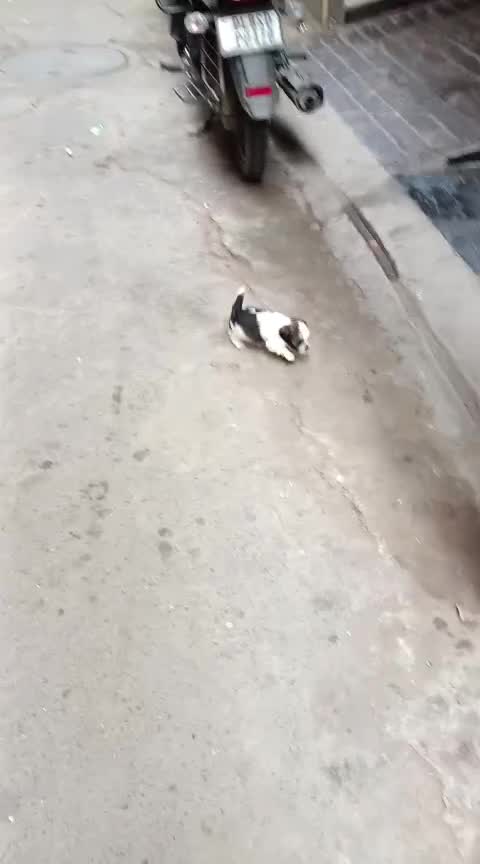 Shih Tzu | Tri Color Puppy, farm video