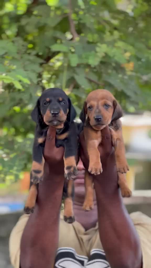 Dachshund Puppy, farm video
