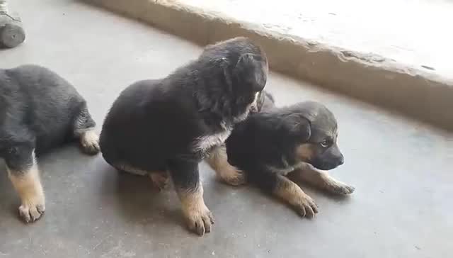 German Shepherd Puppy | Pure White, farm video