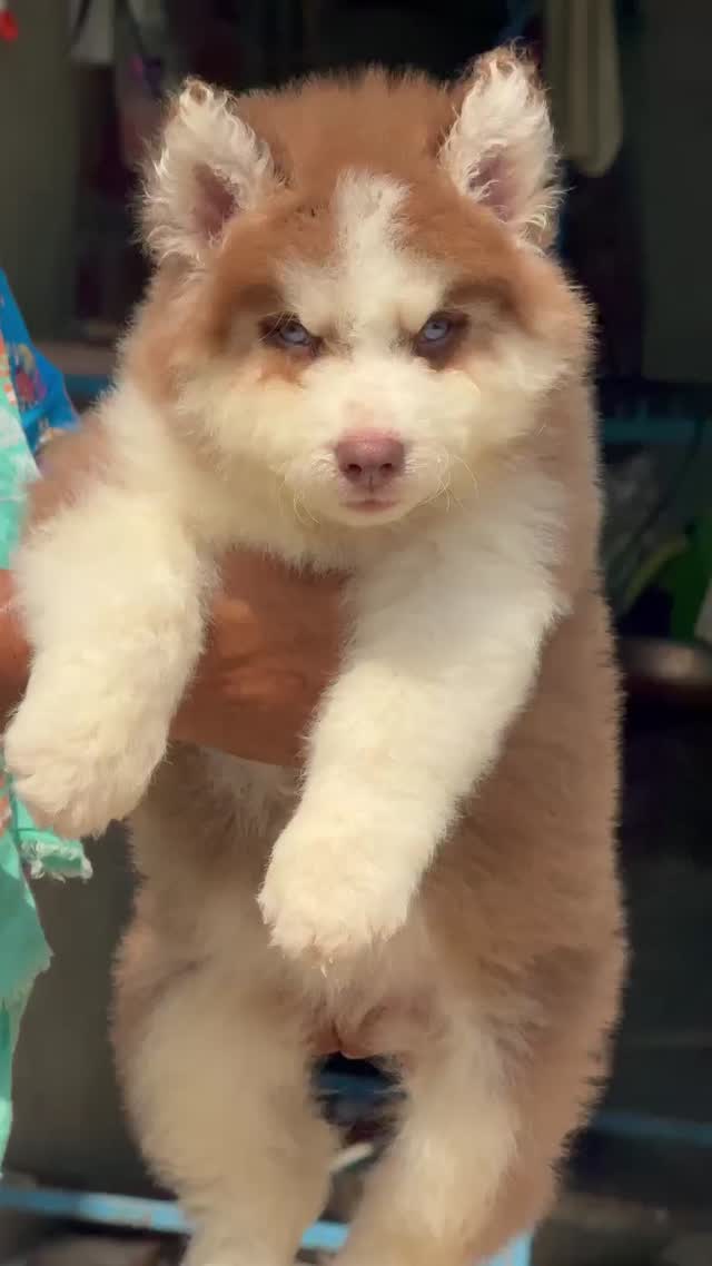 Siberian Husky Puppy | Black & White Color, farm video