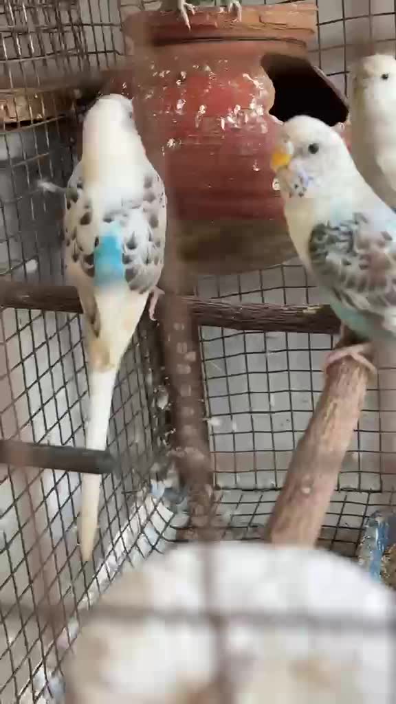 Budgies, farm video