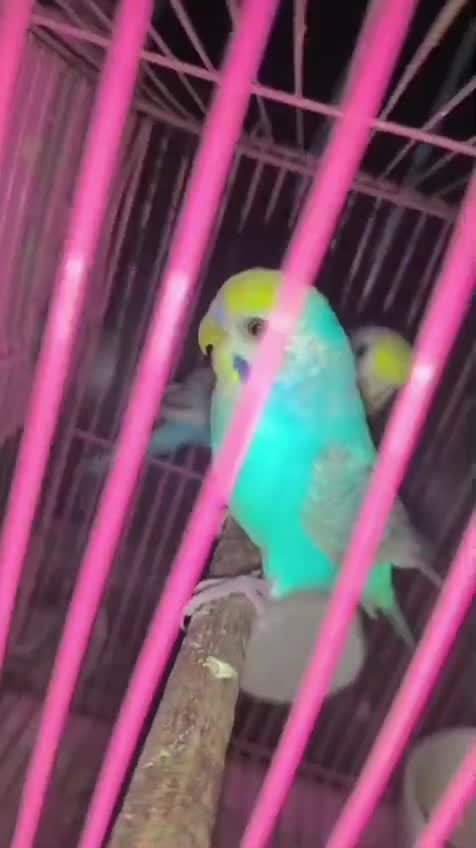 Budgies, farm video