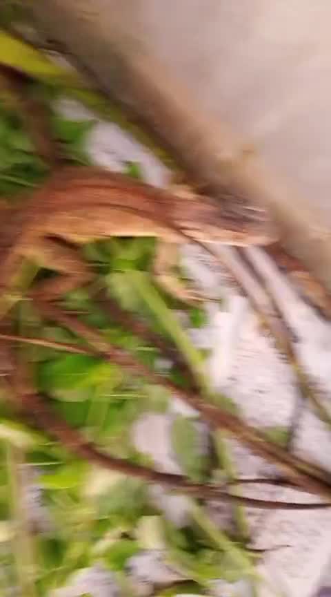 Iguana, farm video