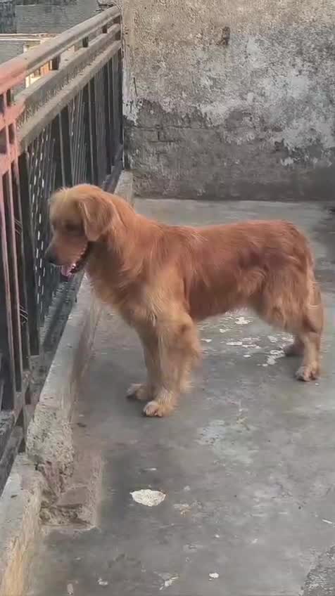 Golden Retriever, farm video