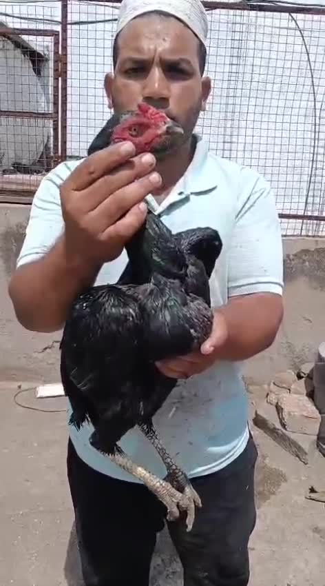 Dachshund Puppy, farm video