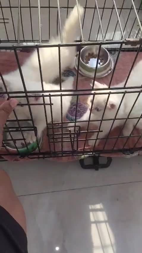 Dachshund Puppy, farm video