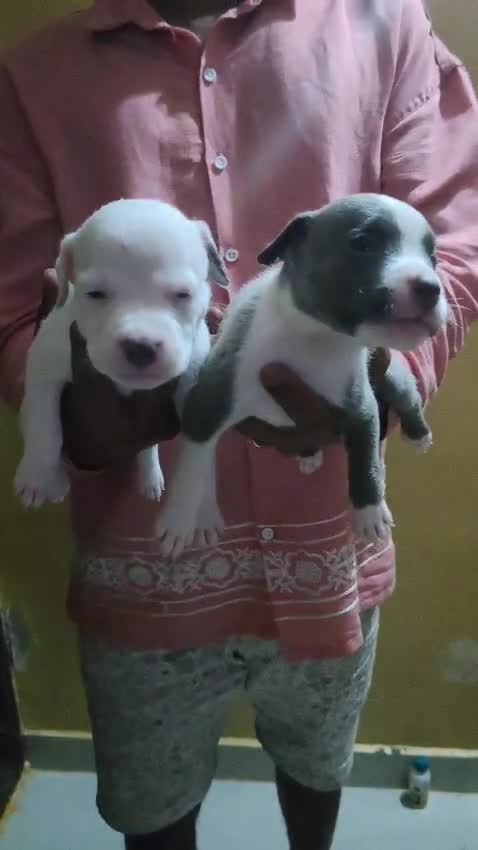 American Bully Pocket Size Puppy, farm video