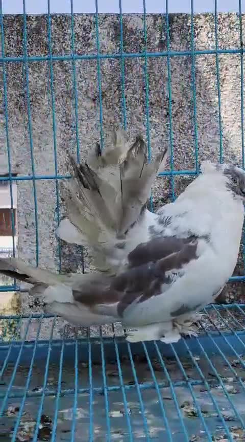 Homer Pigeon, farm video