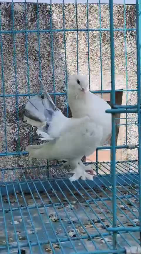 Homer Pigeon, farm video