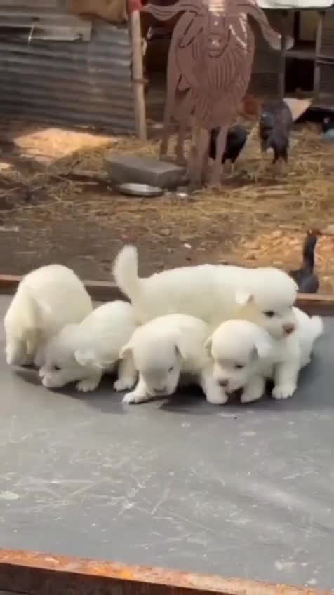Pomeranian Puppy | Black Color, farm video