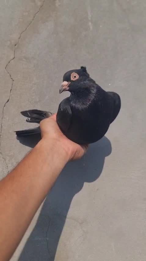 Homer Pigeon, farm video