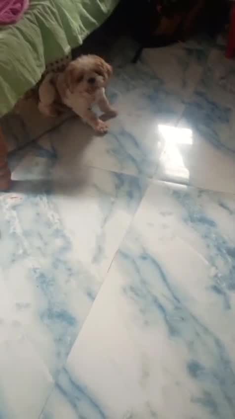 Shih Tzu | Tri Color Puppy, farm video