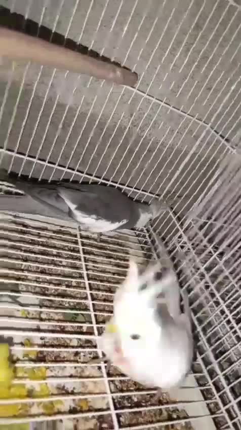 Cockatiel, farm video