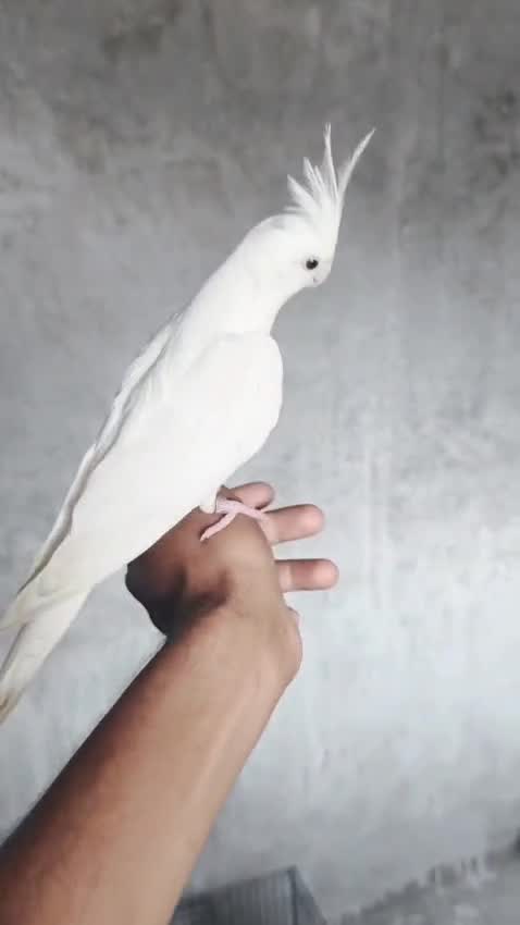 Cockatiel | Grey, farm video