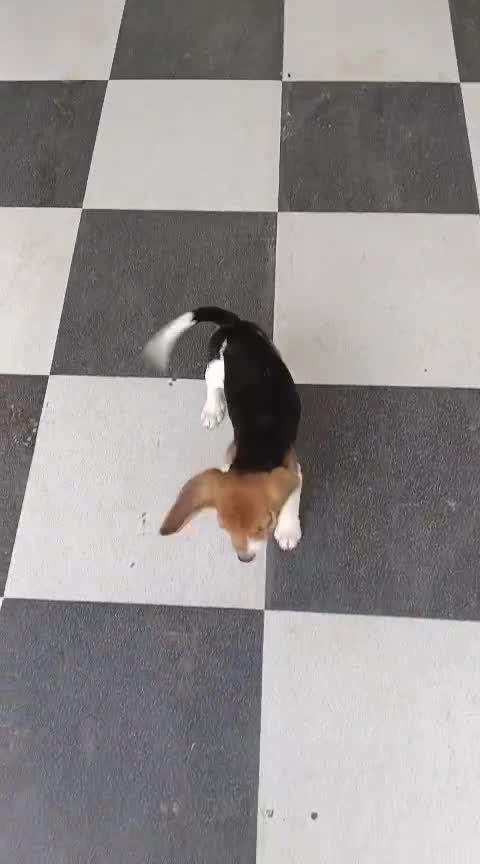 Beagle Black & Tan Puppy, farm video