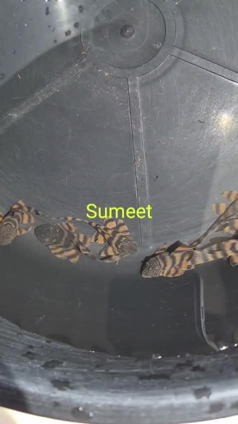 Pleco, farm video