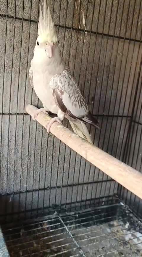 Cockatiel, farm video
