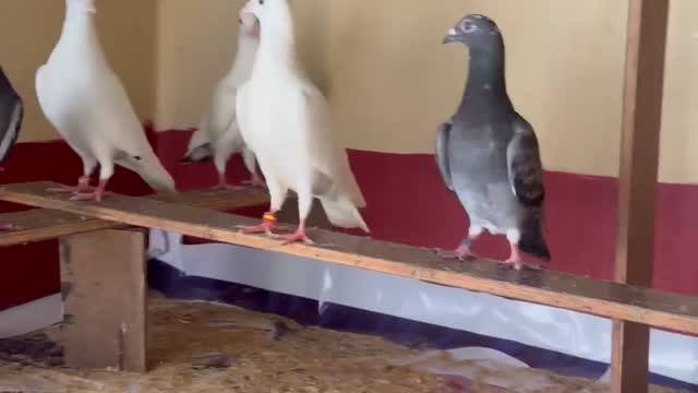 Homer Pigeon, farm video