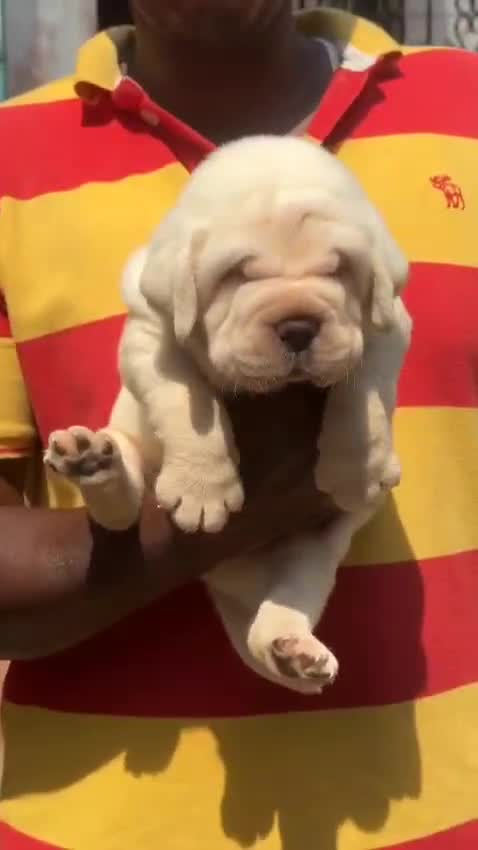 Beagle Black & Tan Puppy, farm video