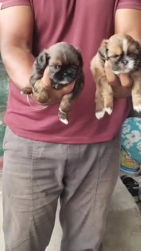 Shih Tzu | Black Color, farm video