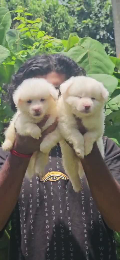 Culture Pom Puppy, farm video